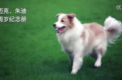 《爱犬人士》,爱犬人士的价值观