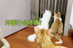 《猫猫逃走了》,电影简介